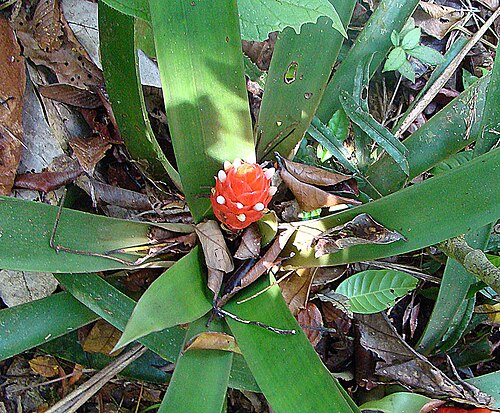 Guzmania desautelsii: Native to southern Central America. Here in the Kuna Yali border area, Panama. In context at www.dixpix.ca/meso_america/Flora/bromeliads/index.html