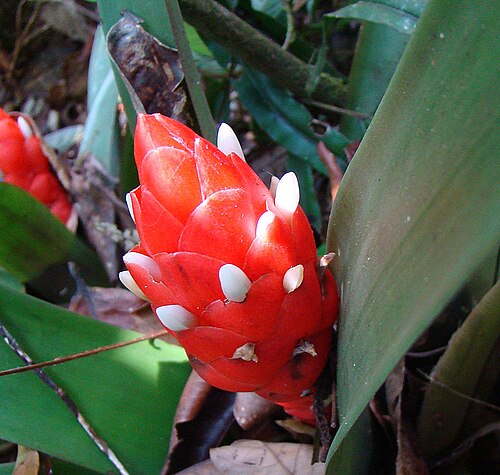 Guzmania desautelsii: Native from Nicaragua to Panama, here in the Kuna Yali border area of northern Panama. In context at www.dixpix.ca/meso_america/Flora/bromeliads/index.html