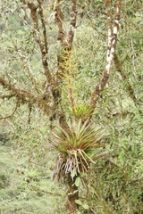 Guzmania diffusa (Guzmania diffusa)