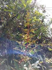 Guzmania diffusa (Guzmania diffusa)