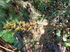 Guzmania diffusa (Guzmania diffusa)
