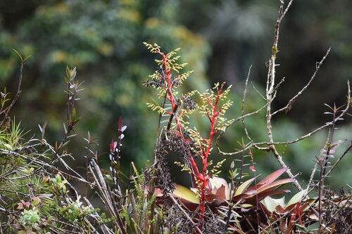 Guzmania diffusa (Guzmania diffusa)