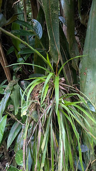 Guzmania dissitiflora: Guzmania dissitiflora in Colombia