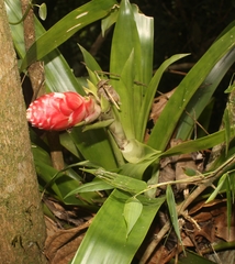 Bejuco de sapo (Guzmania erythrolepis)