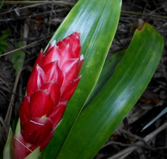 Bejuco de sapo (Guzmania erythrolepis)