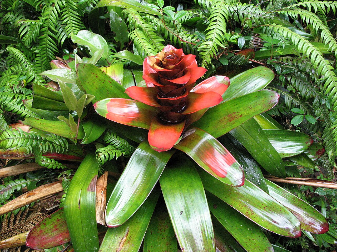 Guzmania gloriosa: Guzmania gloriosa in Ecuador