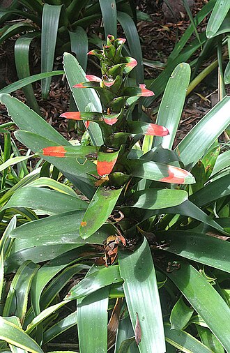 Guzmania gloriosa: Found mainly in the mountains of Colombia and Ecuador. Photo from Quito Botanical Gardens. In context at www.dixpix.ca/meso_america/Flora/bromeliads/index.html