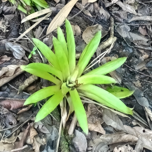 Droophead tufted airplant (Guzmania lingulata)