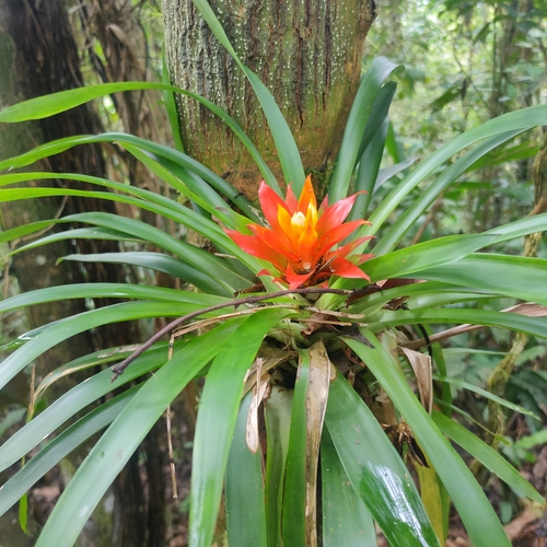 Droophead tufted airplant (Guzmania lingulata)
