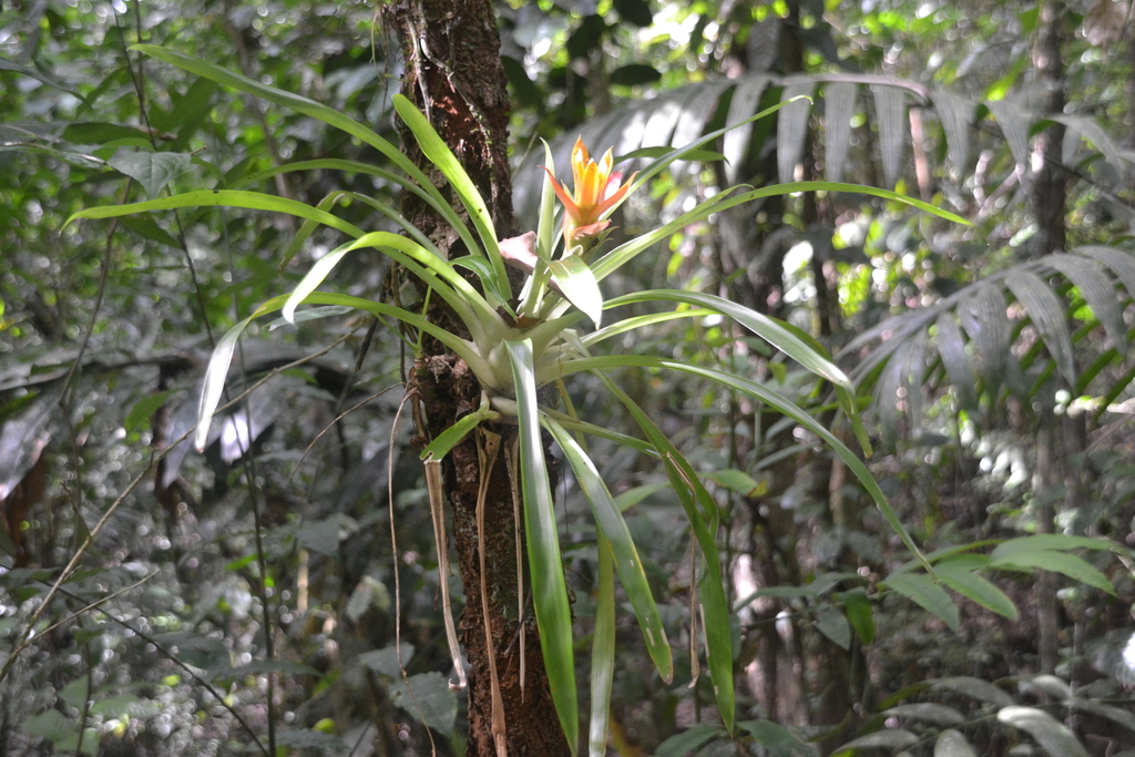 Droophead tufted airplant (Guzmania lingulata)