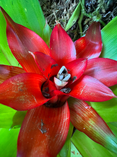 Droophead tufted airplant (Guzmania lingulata)