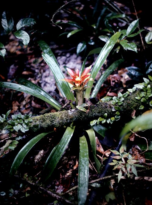 Droophead tufted airplant: Guzmania lingulata , Habitat, rain forest in Suriname .