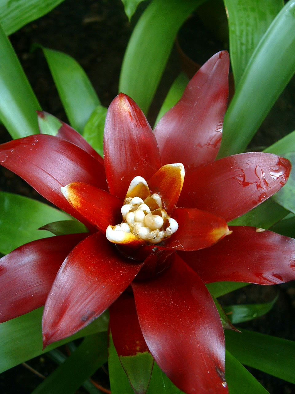 Droophead tufted airplant (Guzmania lingulata)