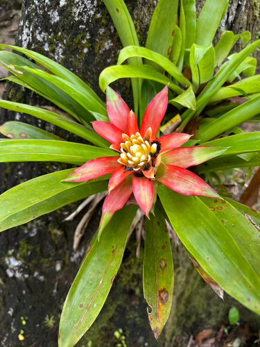 Droophead tufted airplant (Guzmania lingulata)