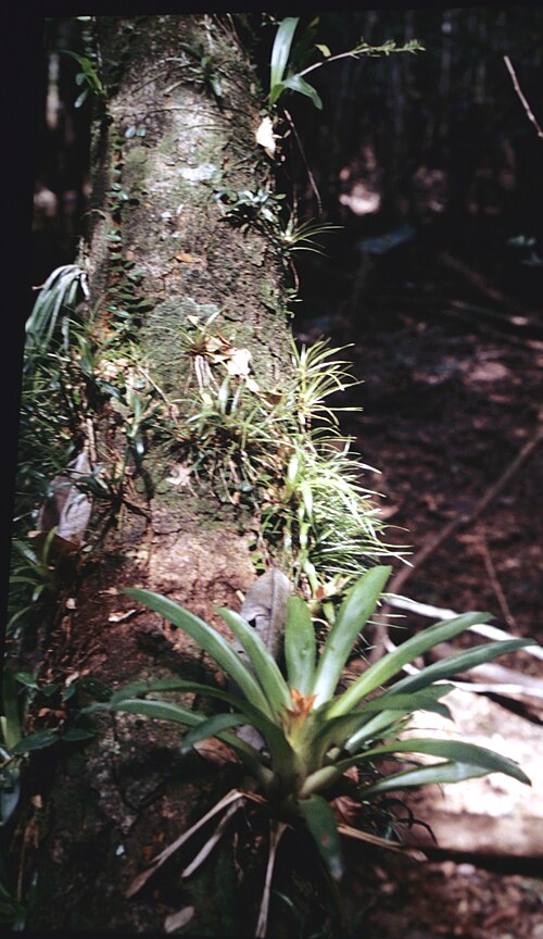 Droophead tufted airplant: Guzmania lingulata , Suriname. Habitat, with several Tillandsia specs, right top Polystachya concreta and left maybe a Brassavola martiana