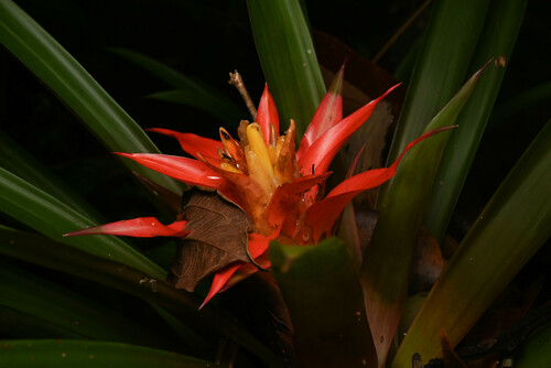 Droophead tufted airplant (Guzmania lingulata)
