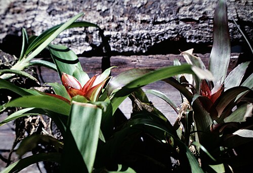 Droophead tufted airplant: Guzmania lingulata , Suriname.