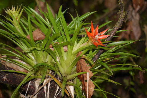 Droophead tufted airplant (Guzmania lingulata)