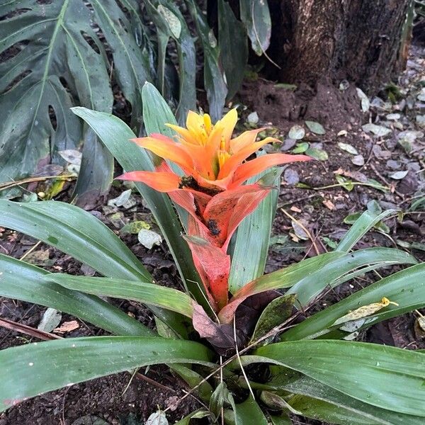 Droophead tufted airplant (Guzmania lingulata)