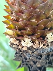 Guzmania triangularis (Guzmania triangularis)