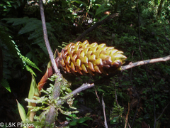 Guzmania triangularis (Guzmania triangularis)