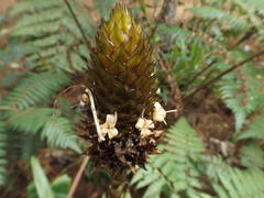 Guzmania triangularis (Guzmania triangularis)