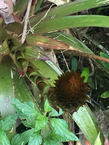 Guzmania triangularis (Guzmania triangularis)