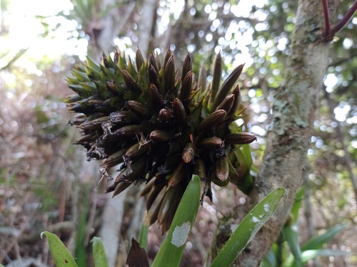 Guzmania triangularis (Guzmania triangularis)