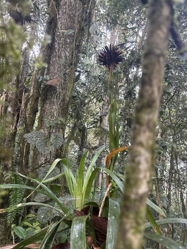 Guzmania triangularis (Guzmania triangularis)