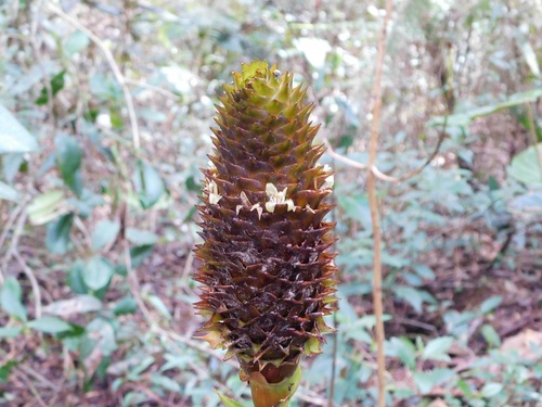 Guzmania triangularis (Guzmania triangularis)