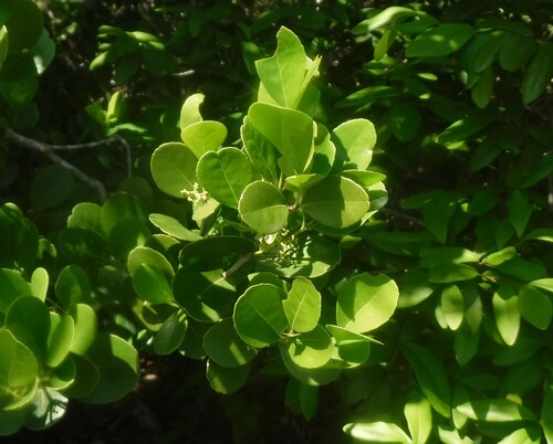 West Indian false box (Gyminda latifolia)