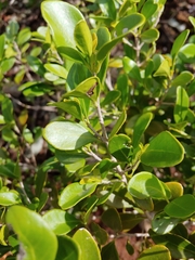 West Indian false box (Gyminda latifolia)
