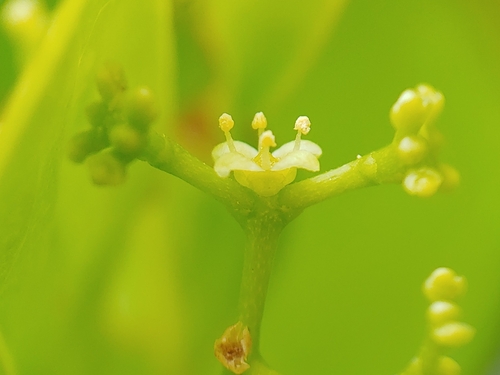 West Indian false box (Gyminda latifolia)