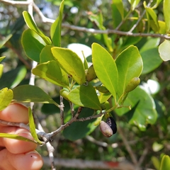 West Indian false box (Gyminda latifolia)