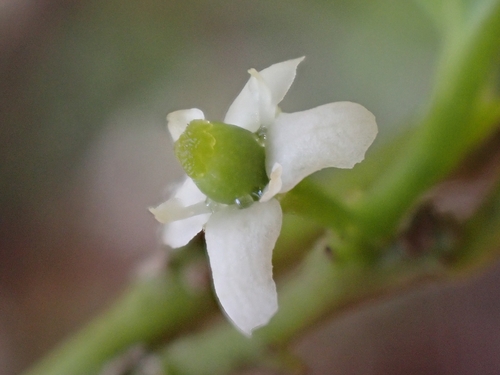 West Indian false box (Gyminda latifolia)