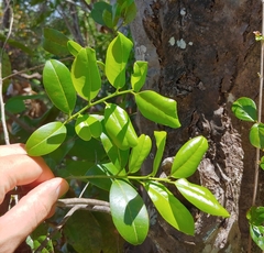 West Indian false box (Gyminda latifolia)
