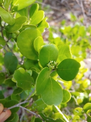 West Indian false box (Gyminda latifolia)
