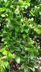 West Indian false box (Gyminda latifolia)