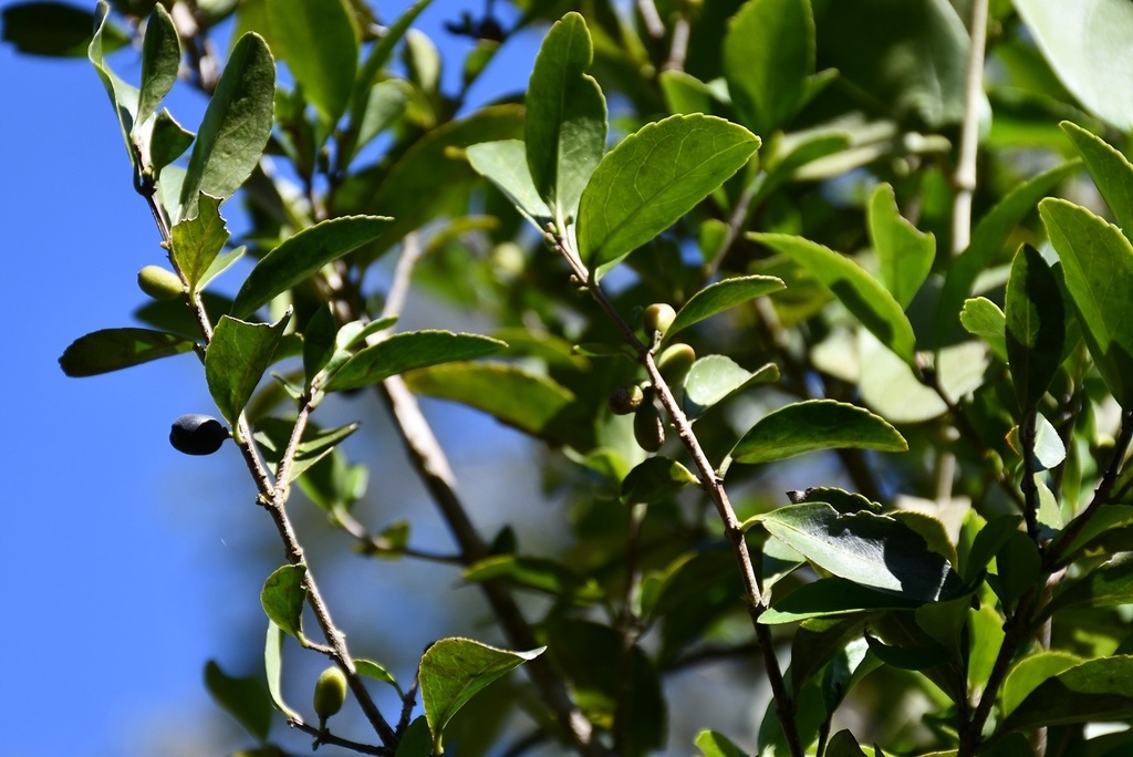 Gyminda tonduzii (Gyminda tonduzii)