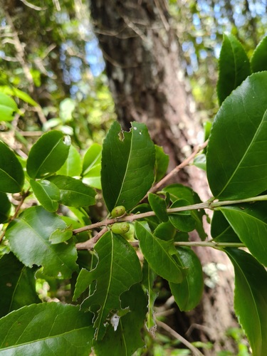 Gyminda tonduzii (Gyminda tonduzii)