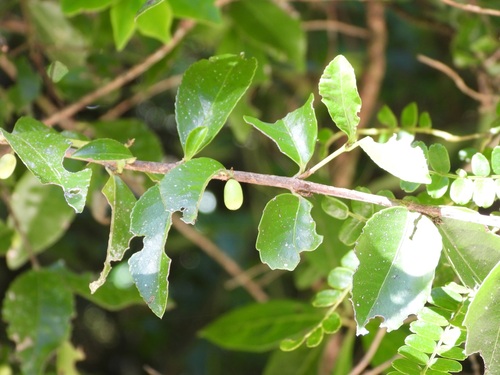 Gyminda tonduzii (Gyminda tonduzii)