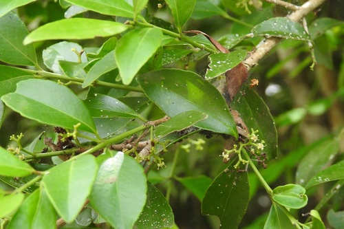 Gyminda tonduzii (Gyminda tonduzii)