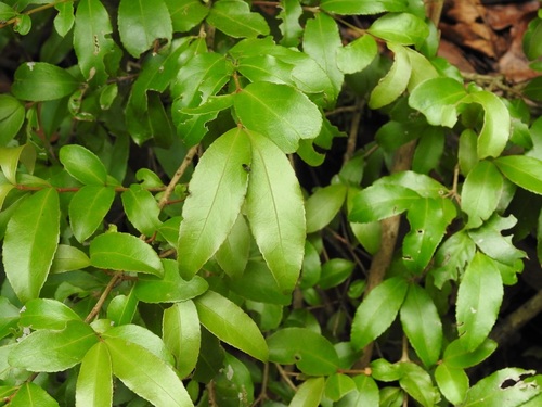 Gyminda tonduzii (Gyminda tonduzii)