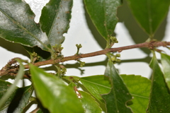 Gyminda tonduzii (Gyminda tonduzii)