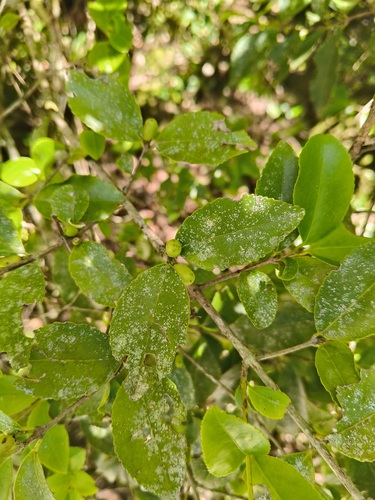 Gyminda tonduzii (Gyminda tonduzii)