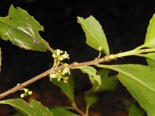 Gyminda tonduzii (Gyminda tonduzii)