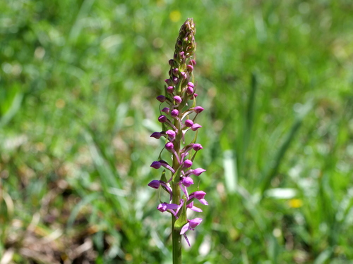 Fragrant orchid (Gymnadenia conopsea)