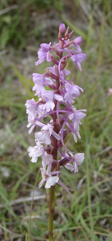 Fragrant orchid: Photo by Ramin Nakisa .