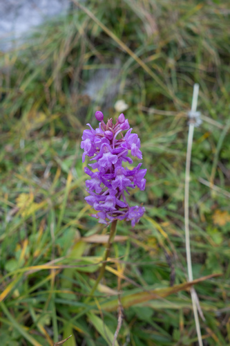 Fragrant orchid (Gymnadenia conopsea)