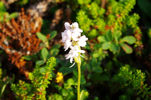 Fragrant orchid (Gymnadenia conopsea)